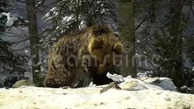 冬天森林里的棕熊。 两只熊在雪地里<strong>吃东西</strong>。