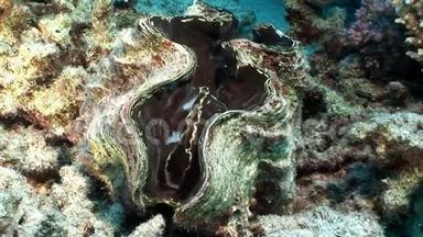 多层TridacnaS cuamose巨大，在红海中有沉重的地幔。