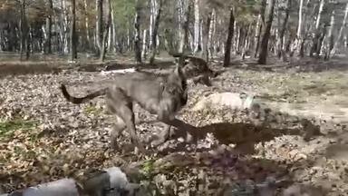狗在森林里玩棍子