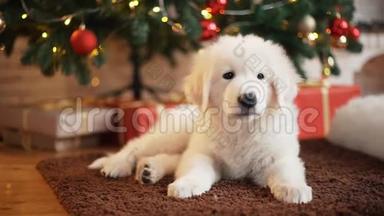 圣诞<strong>树上漂亮</strong>的白色小狗。
