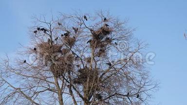 黑鸦筑巢地点。 在房屋上方高大树木中筑巢