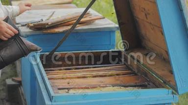 蜂窝上的蜜蜂。 收获蜂蜜。 养蜂人女士轻轻地把蜜蜂从框架中移除。