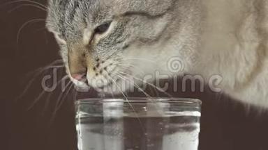 泰国<strong>猫喝水</strong>的玻璃慢镜头股票视频