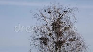 黑鸦筑巢地点。 在房屋上方高大树木中筑巢