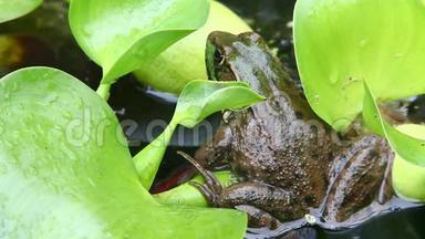 绿蛙，石蛤，坐在睡莲垫上