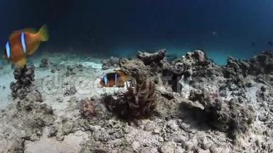 红海海底的和小丑鱼。