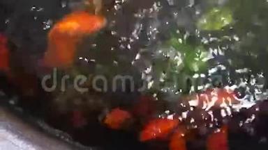 金鱼在清澈的水背景下在罐子里游泳。 有绿色植物的水族馆金鱼