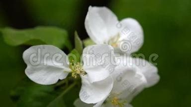 春天的时候，苹果树开着一<strong>朵朵</strong>白色的花在风中飘扬