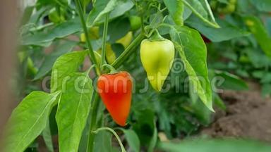 花园里种着红辣椒和青椒。 日落时在花园农业中生长的红辣椒和青椒