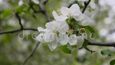 在风中吹过的苹果树枝上开着<strong>朵朵</strong>白色的花