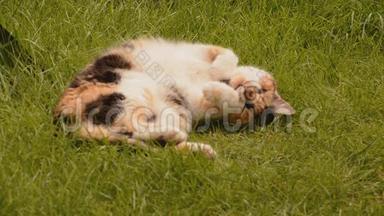 草地上的睡猫