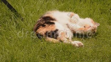 草地上的睡猫