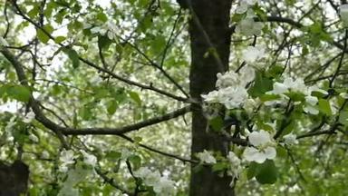 在风中吹过的苹果树枝上开着<strong>朵朵</strong>白色的花