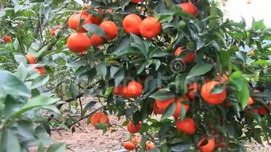 花园里有许多水果的<strong>橙树</strong>