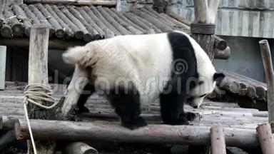 当熊猫幼崽感到痒时，中国