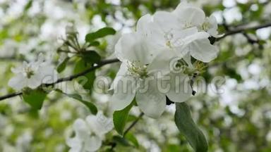 在风中吹过的苹果树枝上开着朵朵白色的花