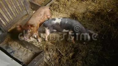 在传统的牲畜饲养场饲养小猪