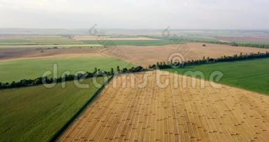 飞在一捆捆干草的金色田野上。 惊人的平坦收获和农业领域的黄金秸秆