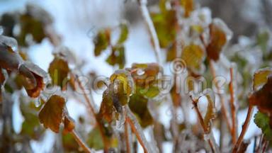 冬<strong>雨后</strong>被冰覆盖的树叶灌木