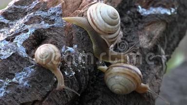 在斜坡上蜗牛。 转身的背后，在深处.. 全家都是蜗牛。
