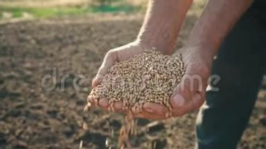 粮食在农夫<strong>手中</strong>，小麦在田里的人的手指里倒出来