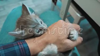 一个人和一只小猫玩耍，他的手放在膝盖上。 小猫被播放了美丽可爱的有趣视频。 猫猫猫猫猫