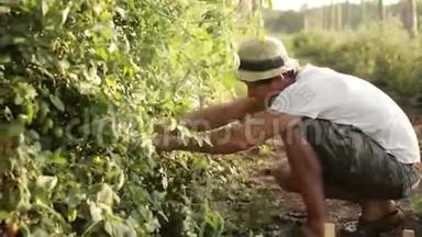 农夫在有机农场采摘樱桃番茄