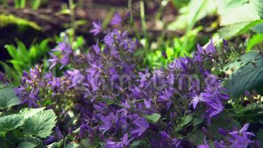 在花床上生长的紫花