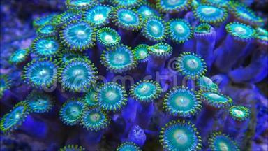 柔软的动物珊瑚