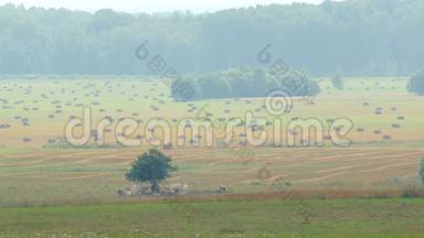 在炎热的夏日雾霾中的<strong>奶牛牧场</strong>，干草在田野上翻滚