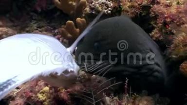 黑鳗鱼在马尔代夫海底吃鱼食。