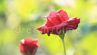 红玫瑰花在雨中