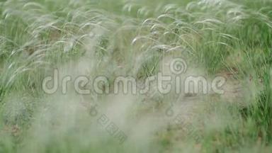 风在田野里沙沙作响，绿色的背景，宏观的特写