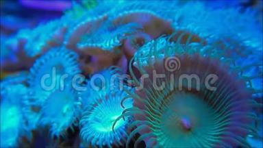 动物软珊瑚