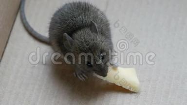 房子里的灰色老鼠在纸板箱里吃奶酪