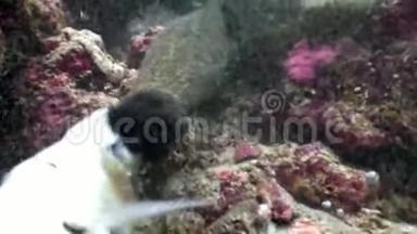 黑鳗<strong>鱼</strong>在马尔代夫<strong>海底</strong>吃<strong>鱼</strong>食。