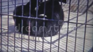 1973年：熊在不人道的小笼子里翻滚。 华盛顿特区