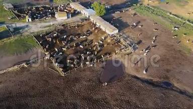 一个<strong>牛棚</strong>，有很多牛。 空中无人机4K射击