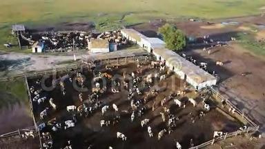 一个<strong>牛棚</strong>，有很多牛。 空中无人机4K射击