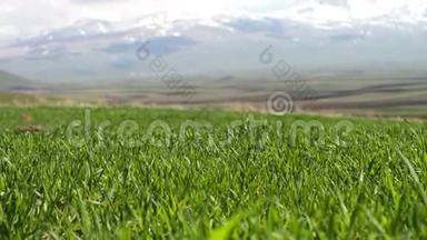 在壮丽的山景衬托下，夏季在风中<strong>扎根</strong>的草地上的嫩绿多汁的草