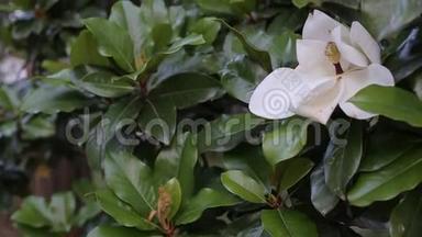美丽的白玉兰花在花园的特写