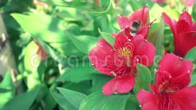 红花，大黄蜂节断日.. 美丽的红花和大黄蜂