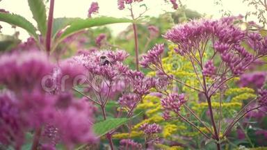 紫色的花在下午慢慢摇摆，蜜蜂飞来飞去，坐了下来