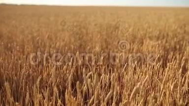 麦穗于田田，田深浅.. 黄金熟麦田.. 丰收和农业主题