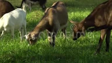 草地上的山羊。 山羊在绿色的草地上吃草。