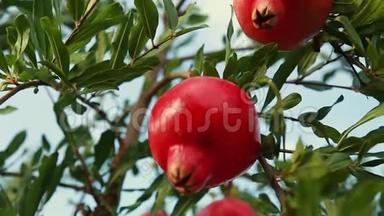 成熟的<strong>石榴果实</strong>生长在树上。 树上美丽的红<strong>石榴</strong>。 树枝上的新鲜水果。 阳光明媚