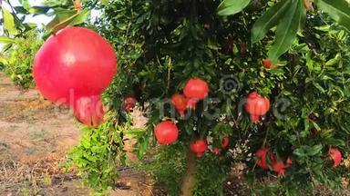 成熟的石榴果实生长在树上。 树上美丽的<strong>红石</strong>榴。 树枝上的新鲜水果。 阳光明媚