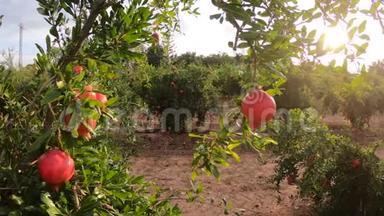 成熟的石榴果实生长在树上。 树上美丽的红石榴。 树枝上的新鲜水果。 阳光明媚