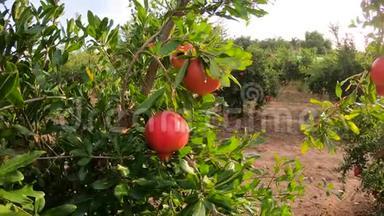 成熟的石榴果实生长在树上。 树上美丽的红石榴。 树枝上的新鲜水果。 阳光明媚
