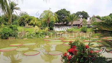 带池塘、维多利亚雷吉亚和棕榈的热带花园